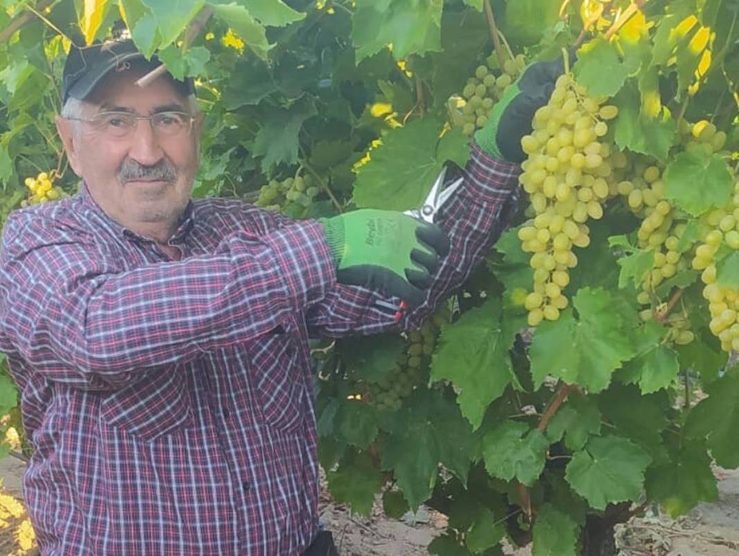 O kentte üzüm bereketi yaşanıyor: Hedef 250 bin ton! Avrupa ve Körfez ülkelerine gönderiliyor 6